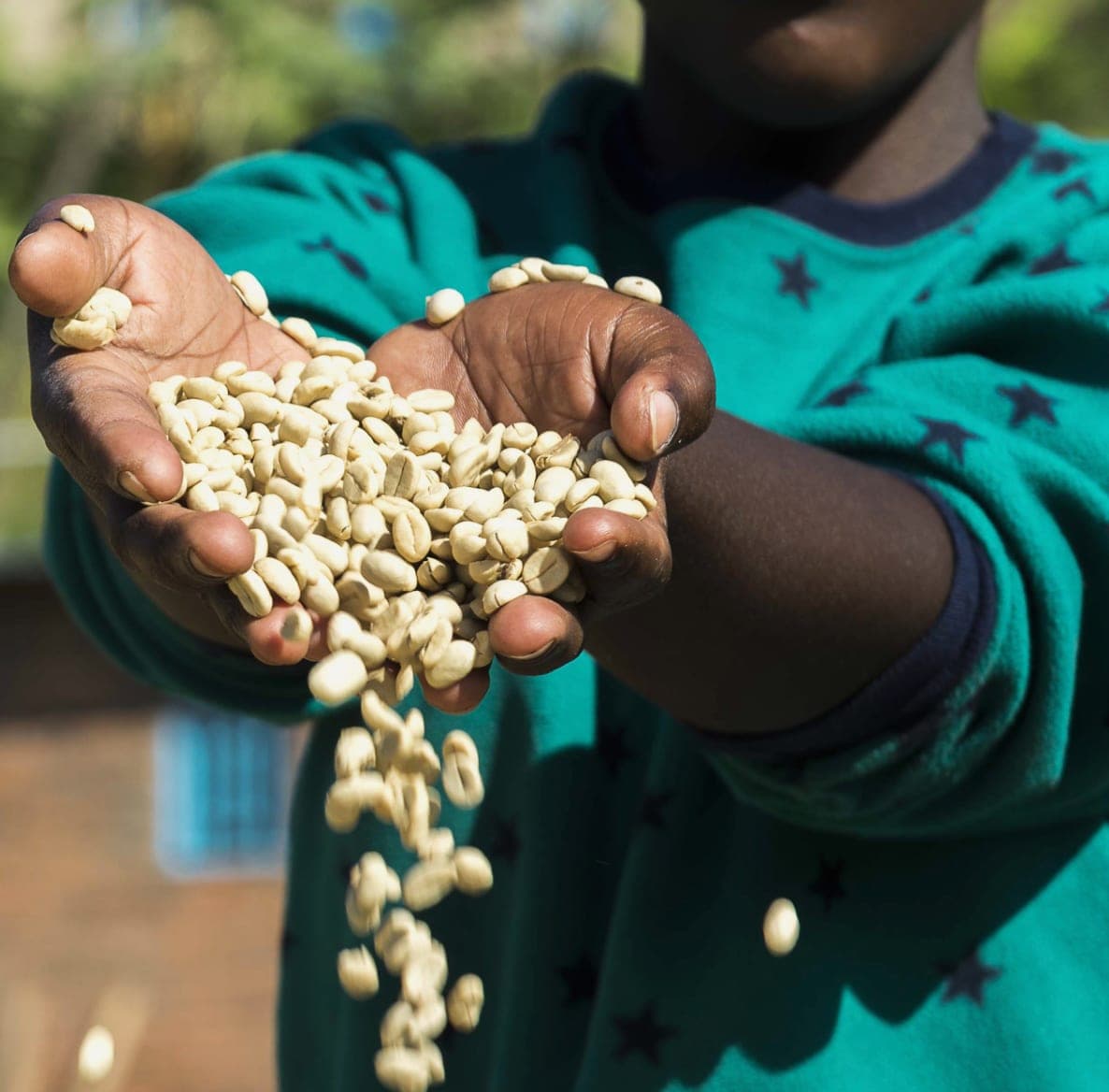 Hands holding freshly processed coffee beans from a portfolio enterprise
